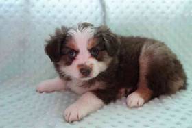 Australian Shepherd