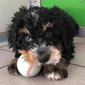 Mini Bernedoodle