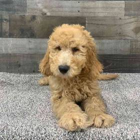 Mini Goldendoodle