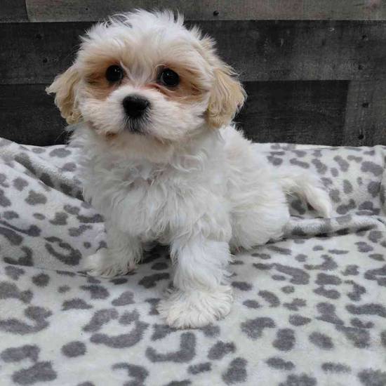 Winston