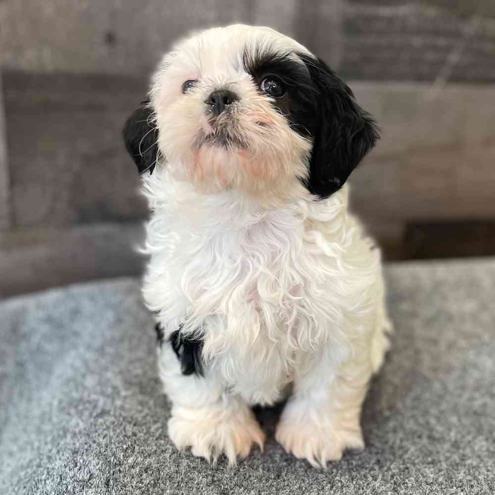 Image of a pet breed in the gallery