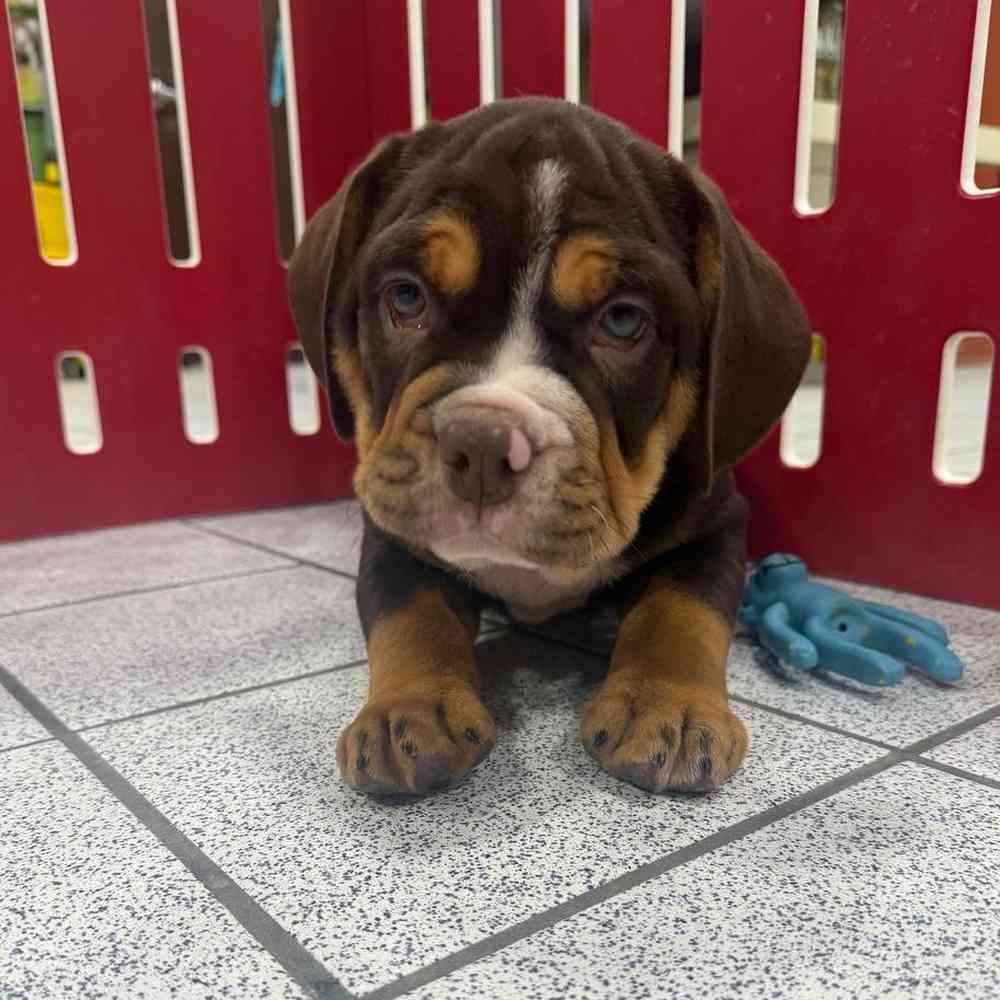 Image of a pet breed in the gallery