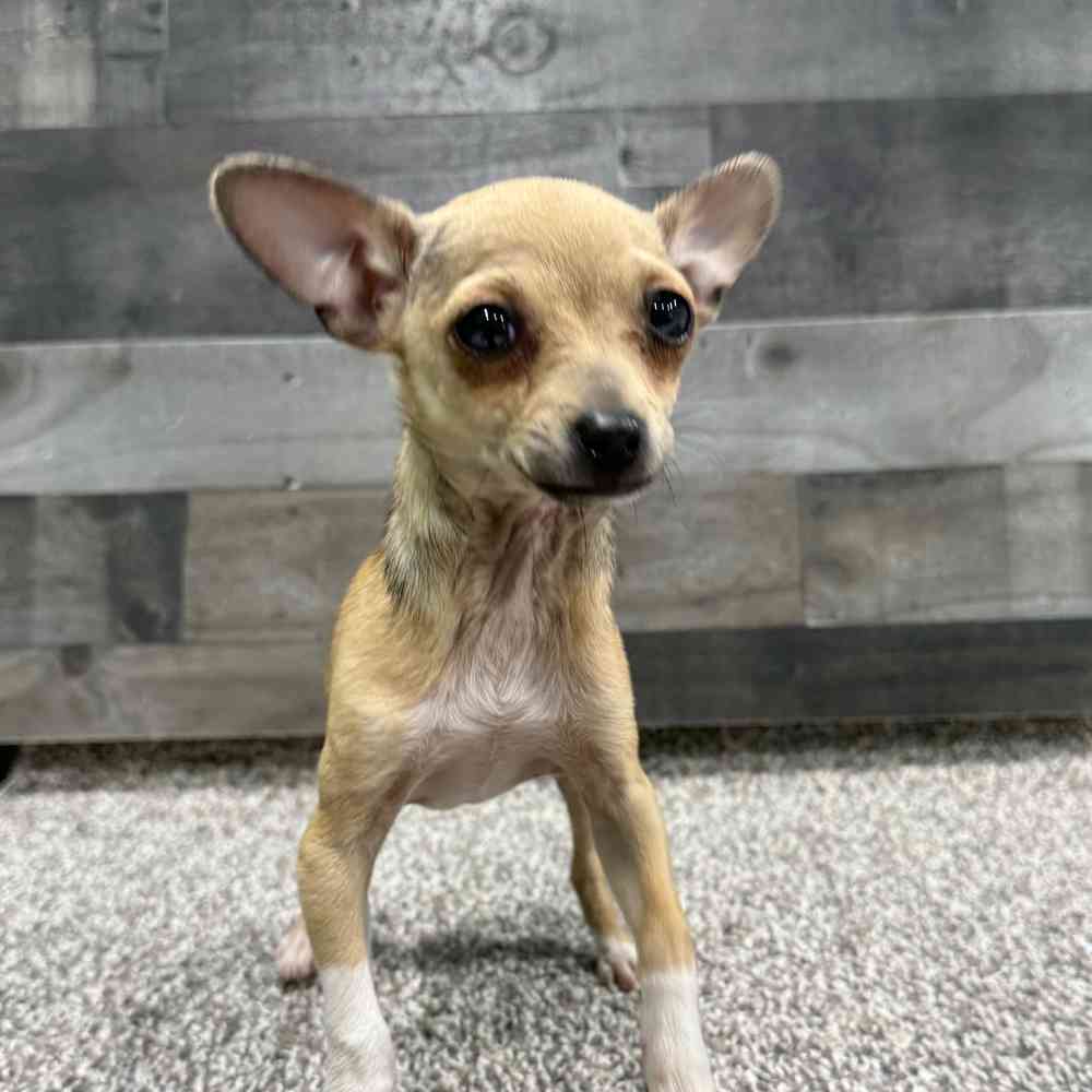 pet breed image