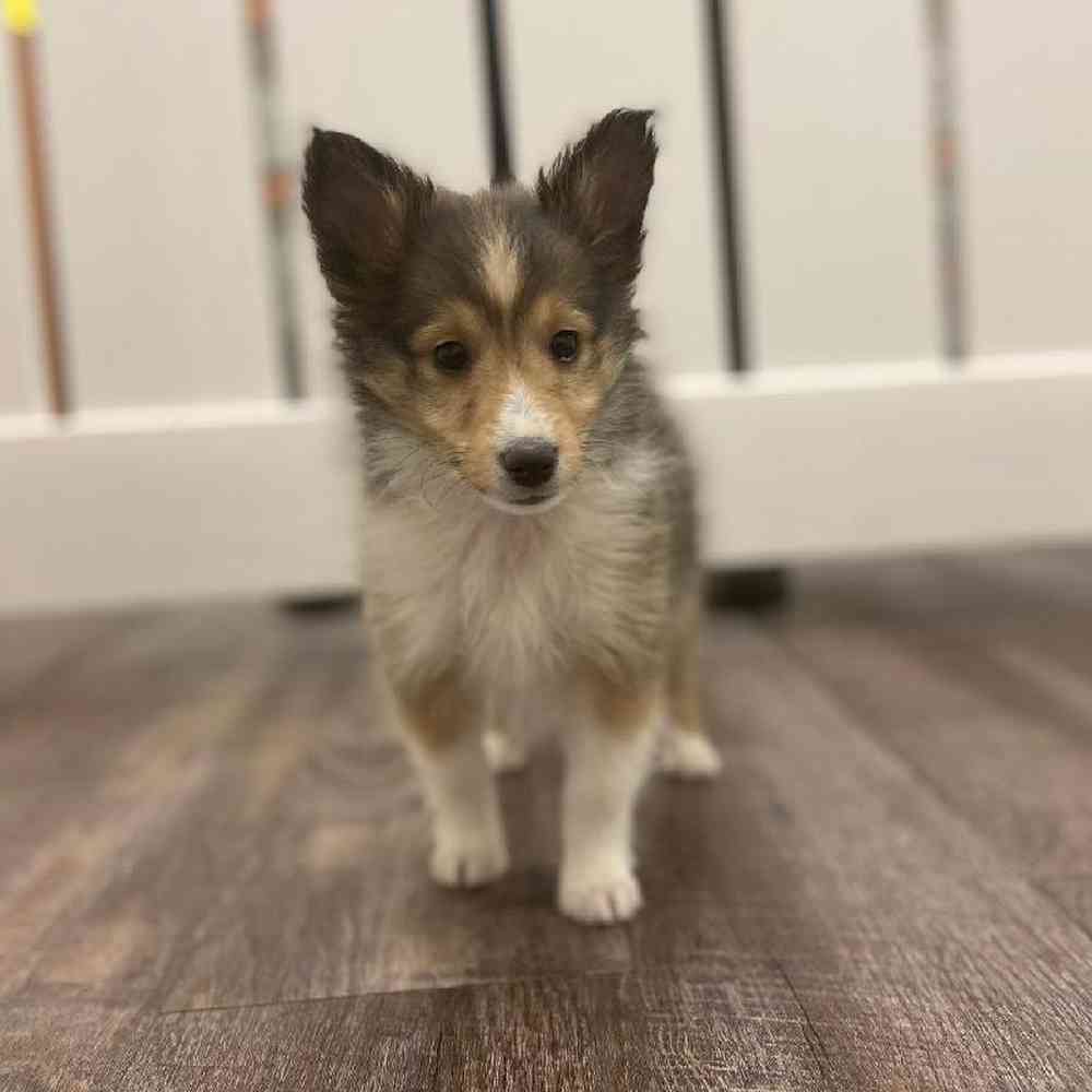 Male Sheltie Puppy for sale