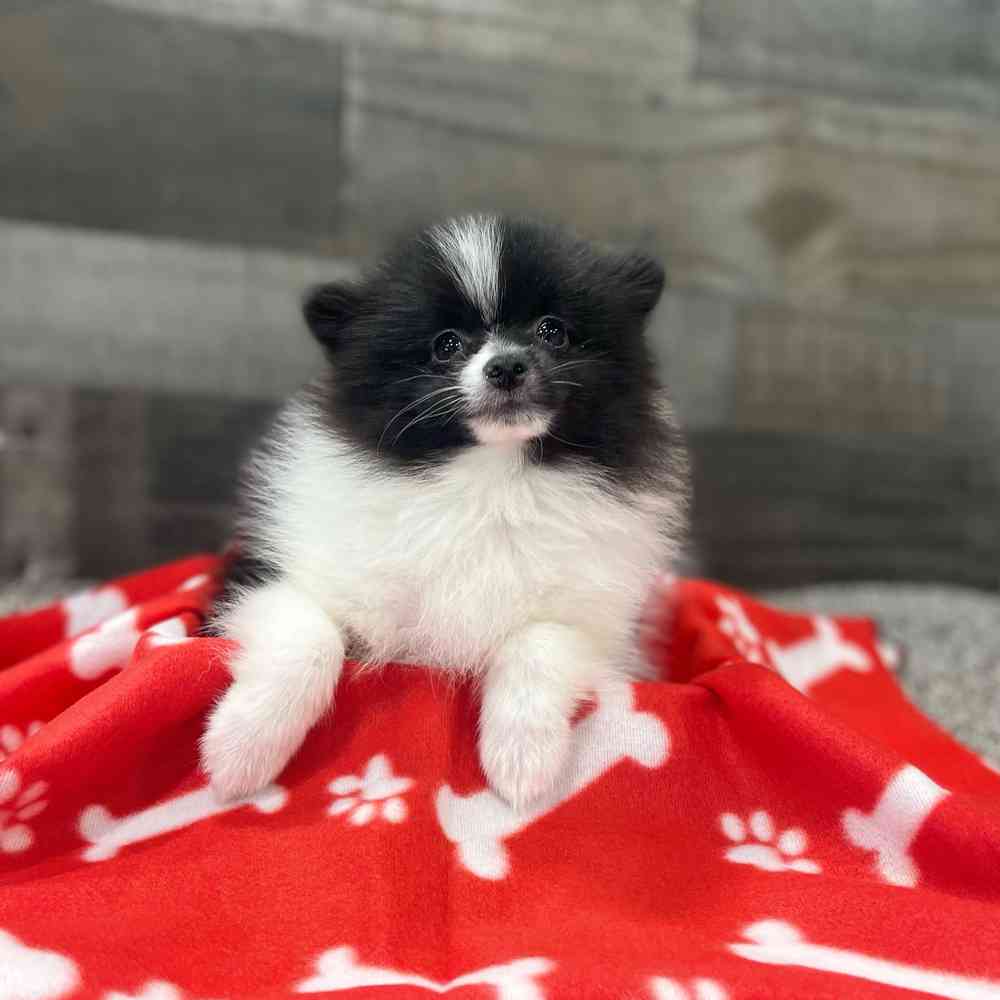 Information on PomChi Puppies for Sale in Michigan