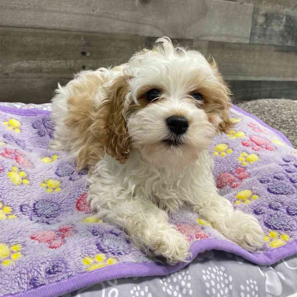 Star, Female Cavapoo Puppy for sale in Troy