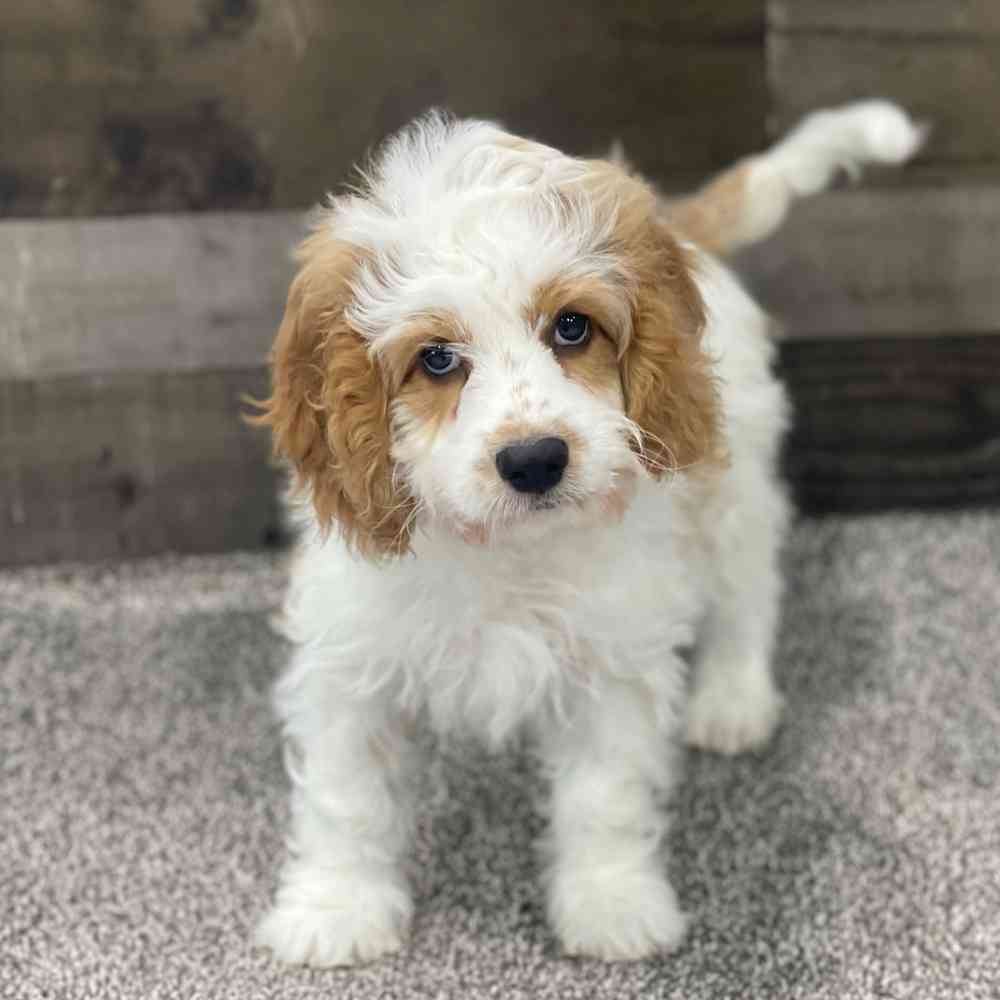 Cavapoo