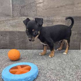 Chihuahua