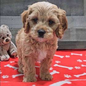 Cavapoo
