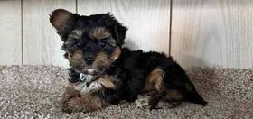 Yorkie-Poo