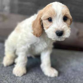 Cavapoo