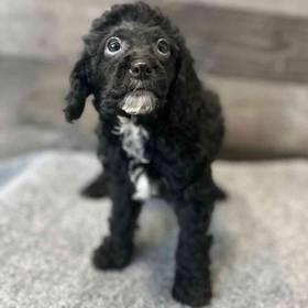 Mini Poodle