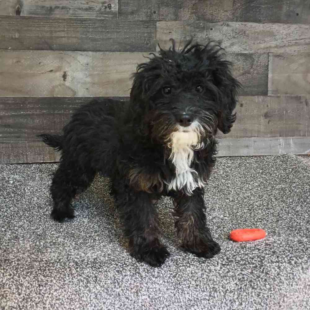 Image of a pet breed in the gallery
