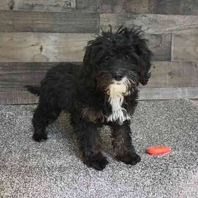 Mini Bernedoodle