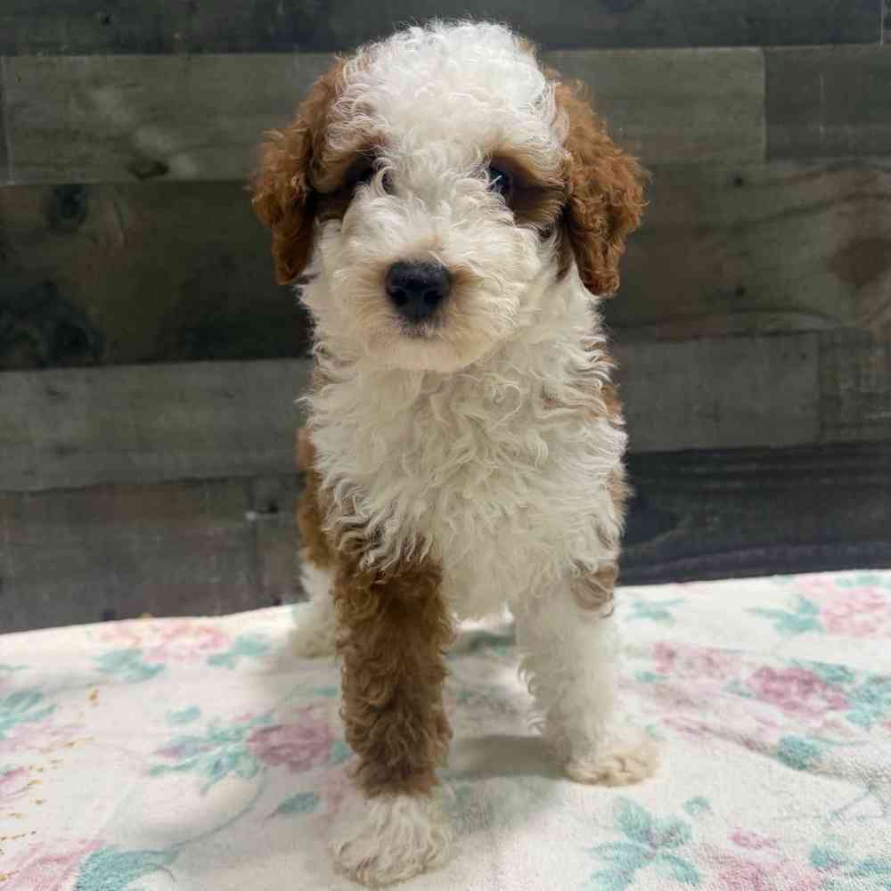 Image of a pet breed in the gallery