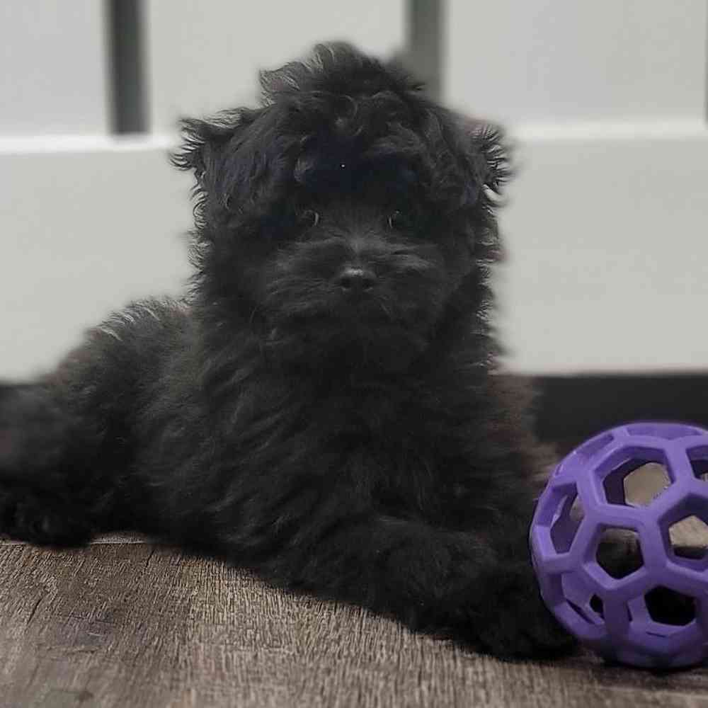 Floyd Male Pomeranian Poodle Puppy For