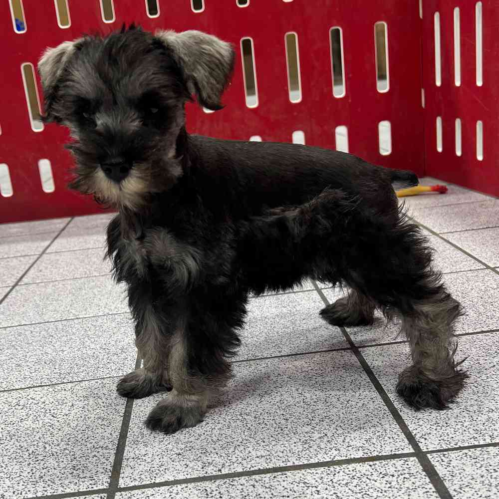 Information On Mini Schnauzer Puppies