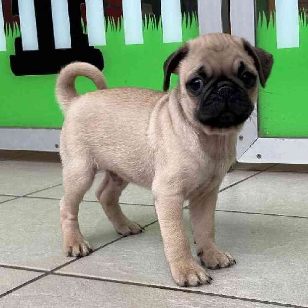 Male Pug Puppy for sale