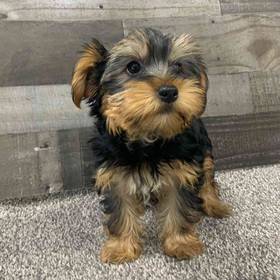Yorkie
