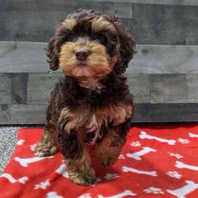 Cockapoo