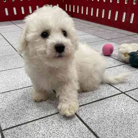 Bichon Frise