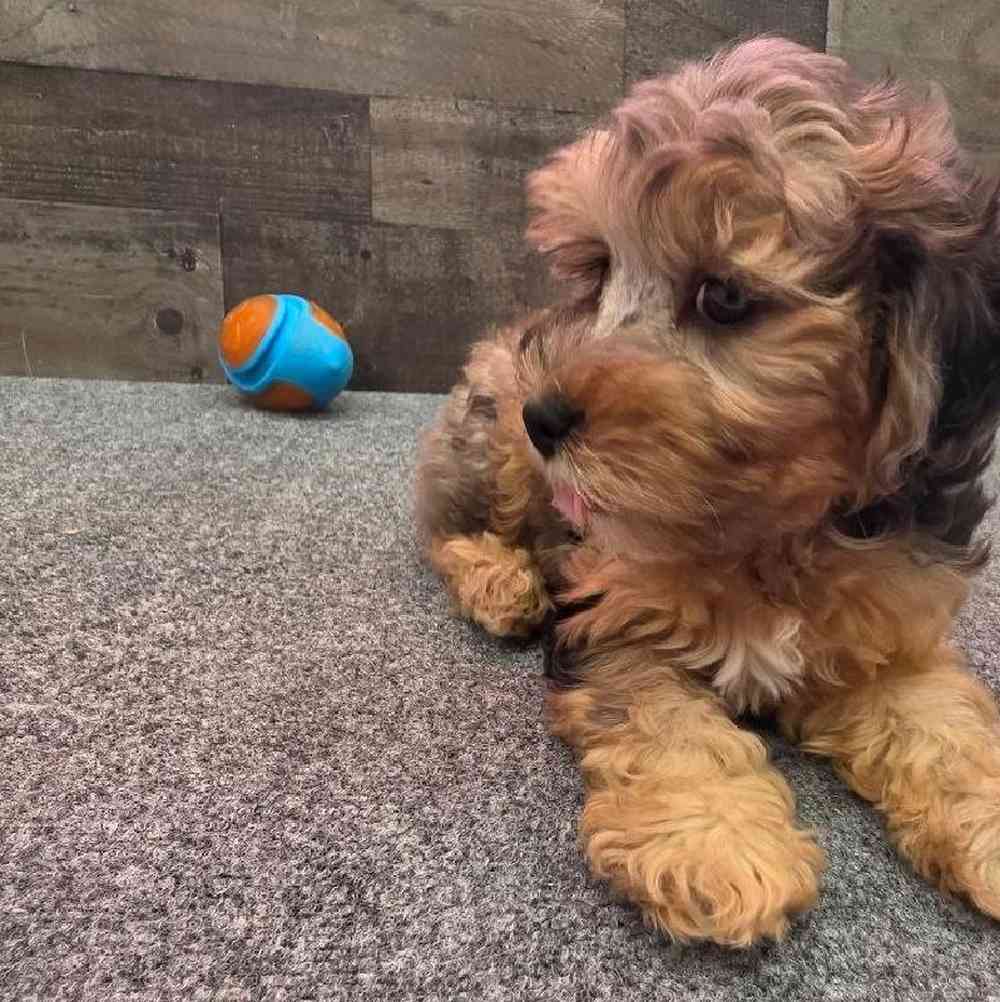 Female Yorkie-Poo Puppy for Sale in Troy, MI
