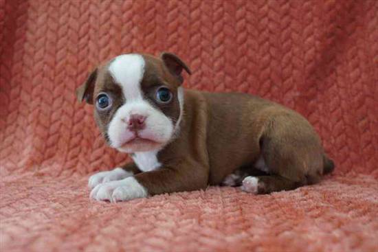 Boston Terrier