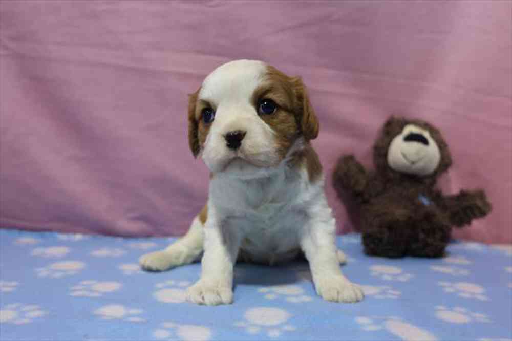 Cavalier King Charles Spaniel