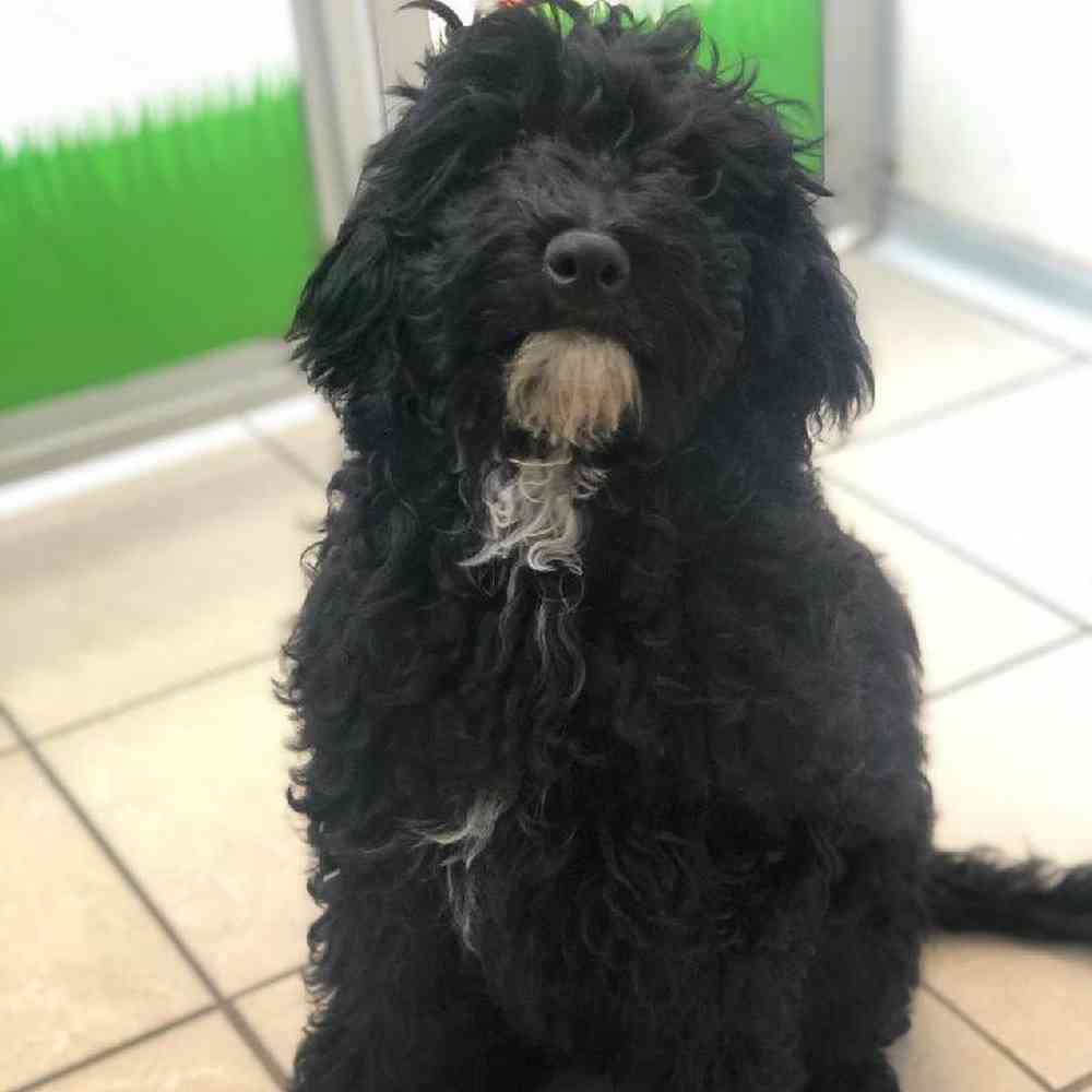 Newfoundland and poodle mix for sale new arrivals