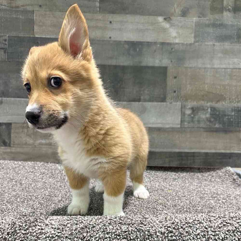 Image of a pet breed in the gallery