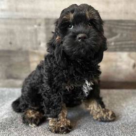 Cockapoo
