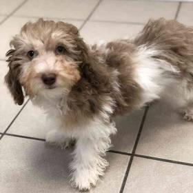 Mini Bernedoodle