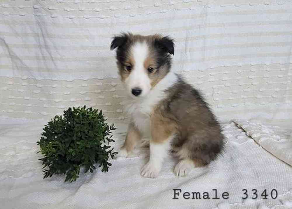 Sheltie