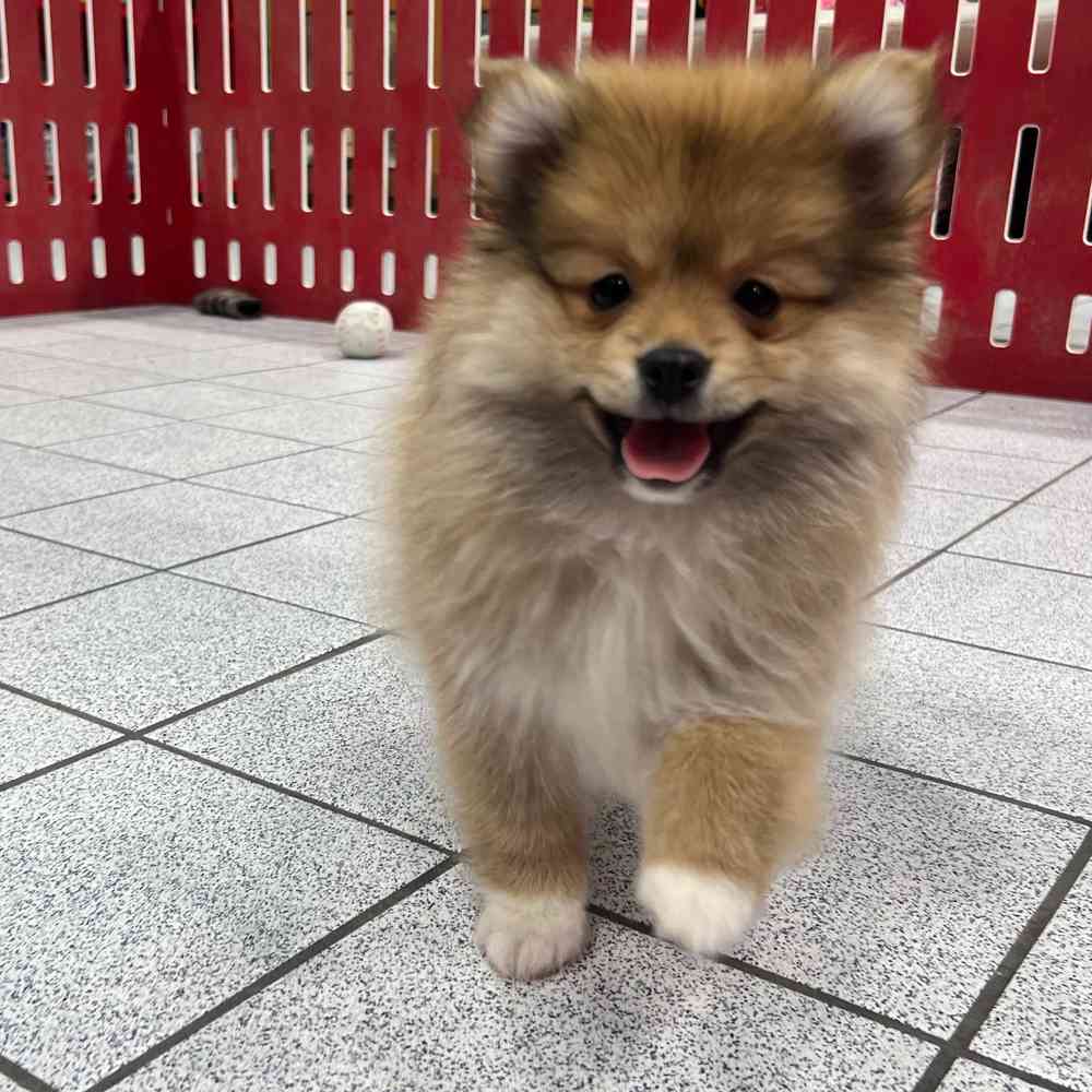 Pomeranian