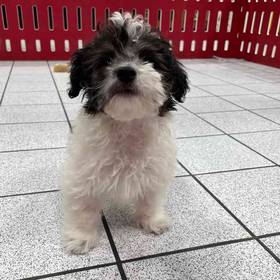 Coton Poodle