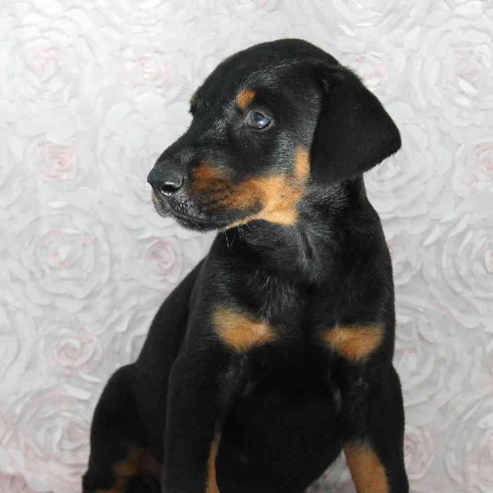 Male Doberman Pinscher Puppy for sale