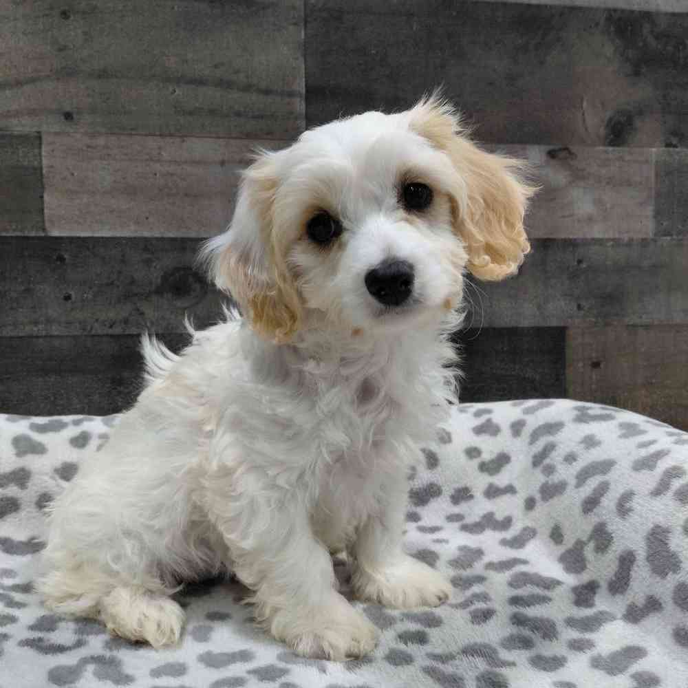 Image of a pet breed in the gallery