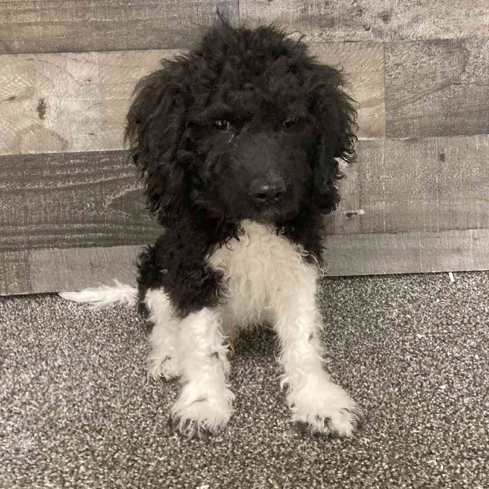 Male Cavapoo Puppy for Sale in Troy, MI