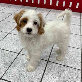 Cavapoo