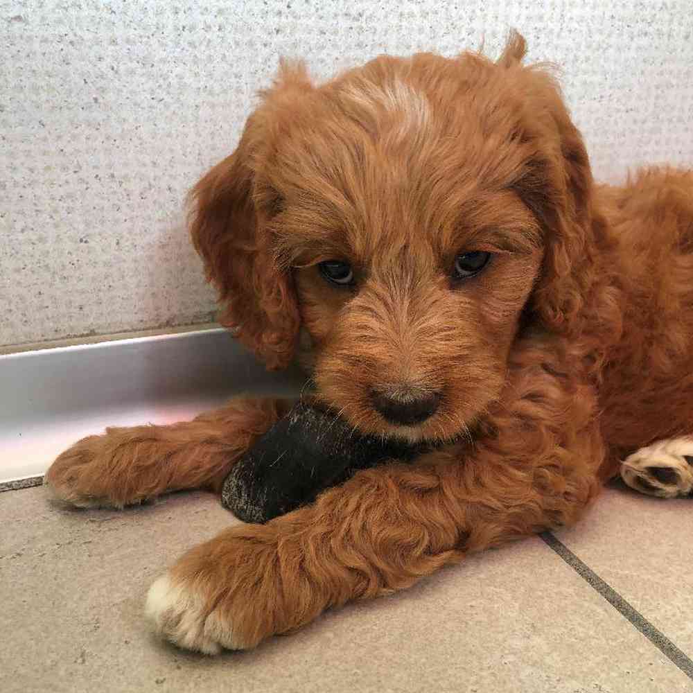 Female Cava Doodle Puppy for sale