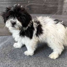 Shih Tzu-Bichon