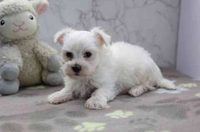 Maltese