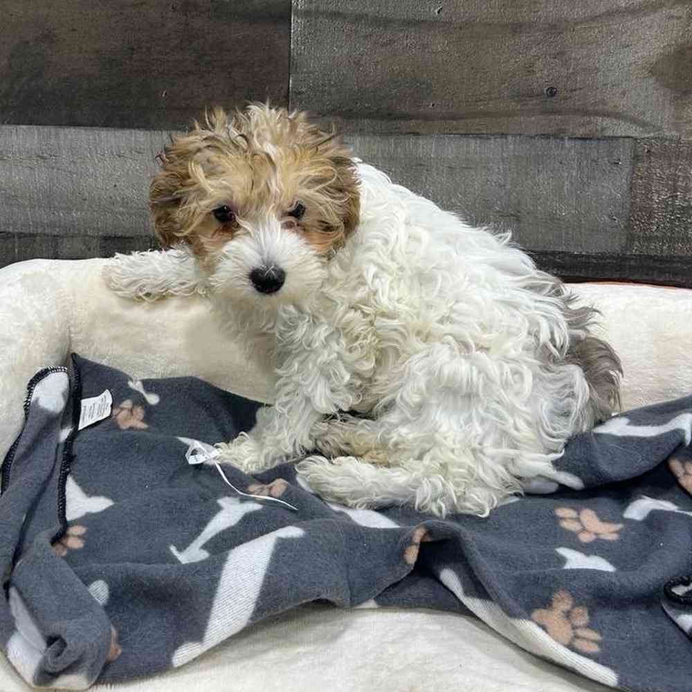 pet breed image