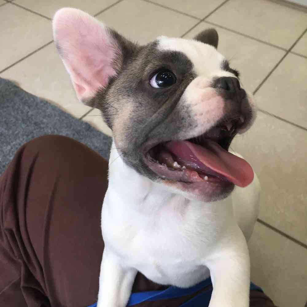 pet breed image