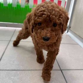 Mini Goldendoodle 2nd Gen