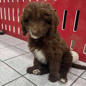 Mini Goldendoodle