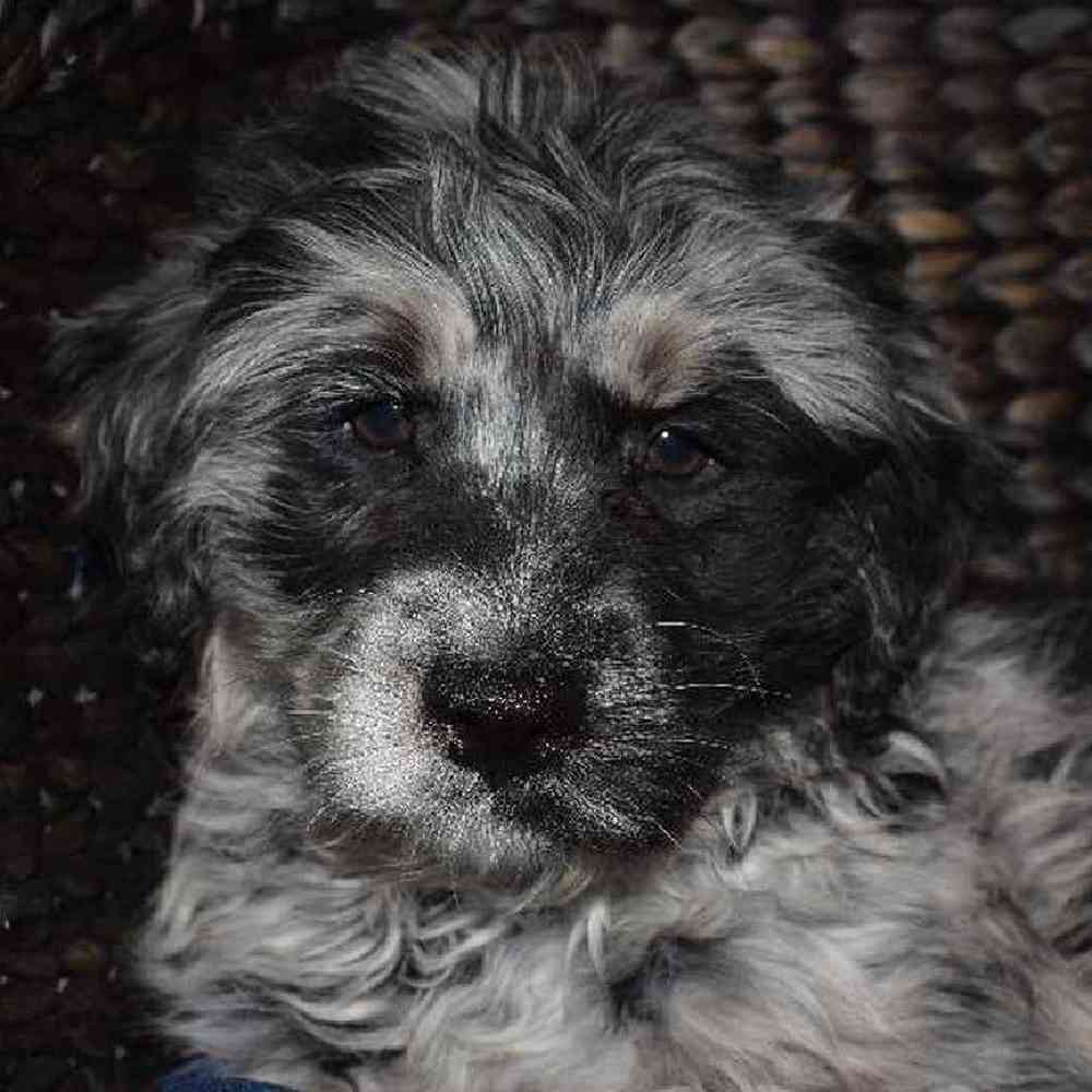 Male Labradoodle Puppy for sale