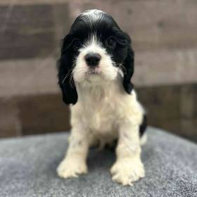 Cocker Spaniel