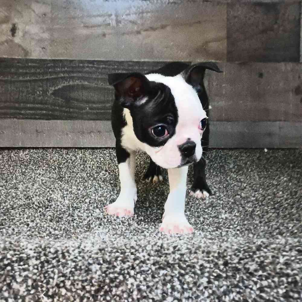 Female Boston Terrier Puppy for Sale in Troy, MI