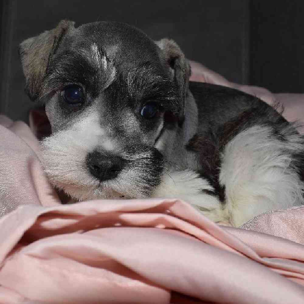 Female Mini Schnauzer Puppy for sale